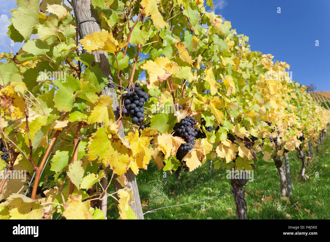 Vignobles avec des raisins de vin rouge en automne, Uhlbach, Baden-Wurttemberg, Germany, Europe Banque D'Images