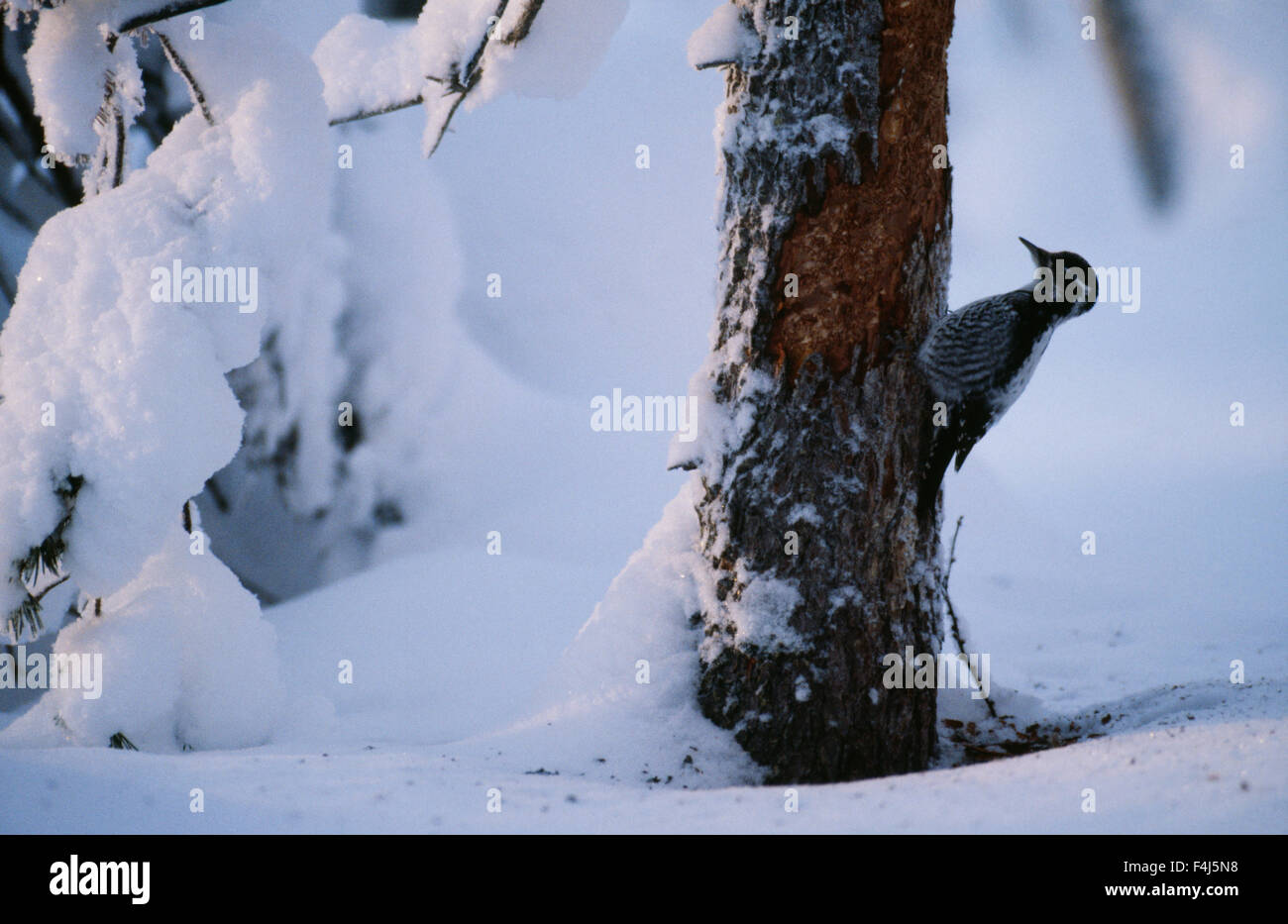 Un pic en hiver Banque D'Images