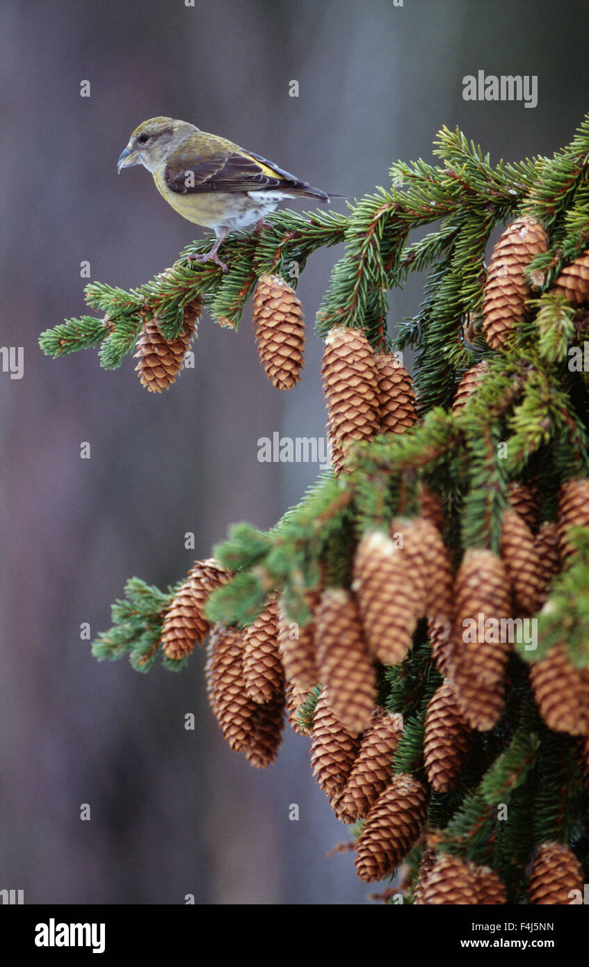 Image couleur de conifères cône femelle bec jour Finlande pas de gens à l'extérieur de la Scandinavie petit sapin Banque D'Images