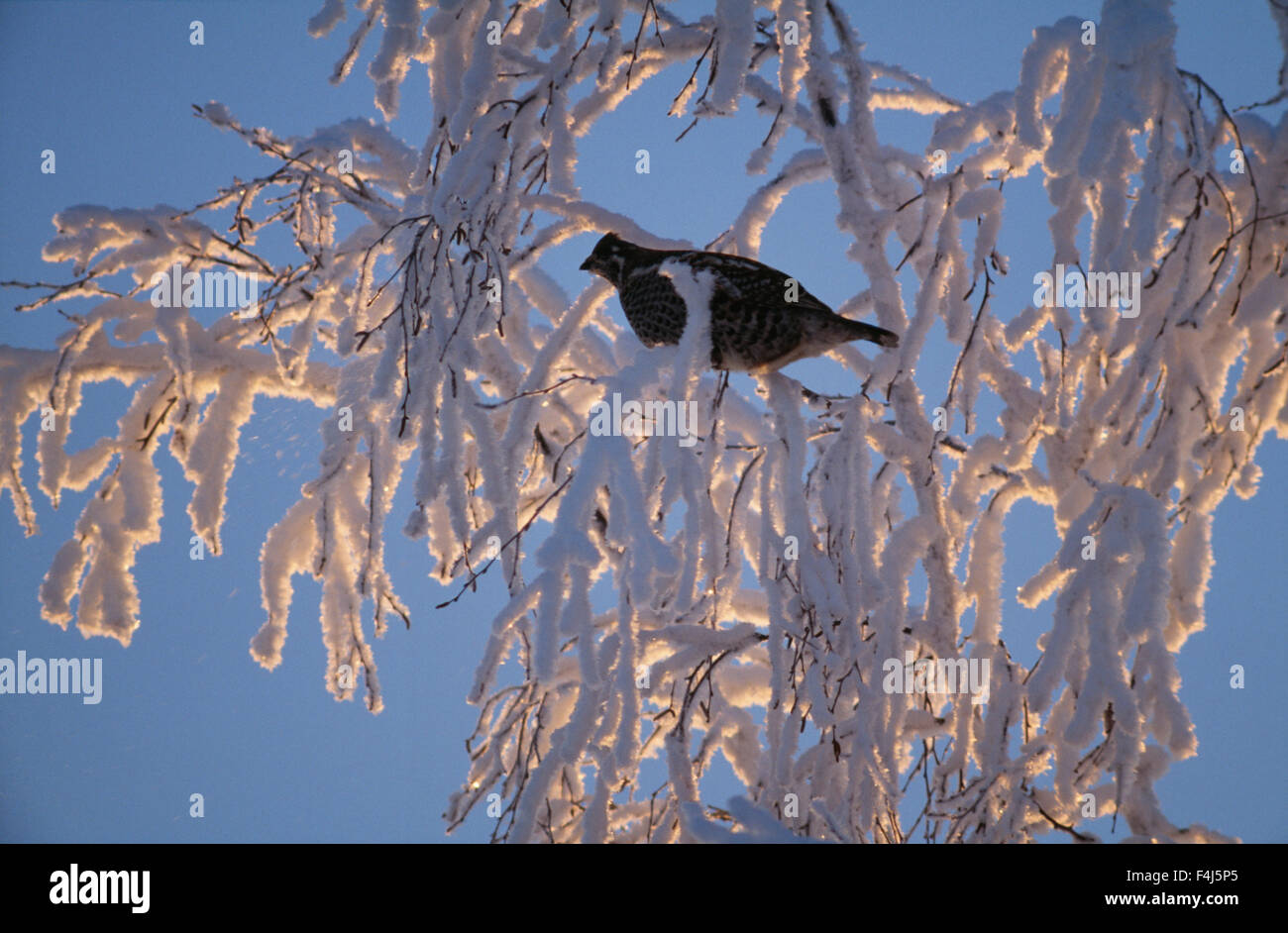 Un Bonasa bonasia dans un arbre couvert de neige Banque D'Images