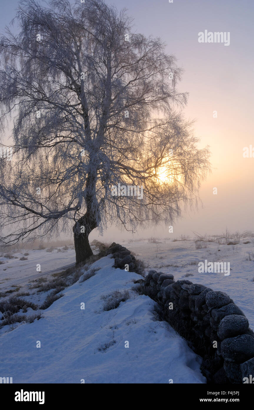 Un arbre à côté d'un mur de pierre dans l'hiver Banque D'Images