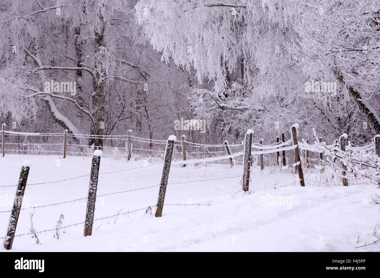 Pâturage clos dans un paysage d'hiver Banque D'Images