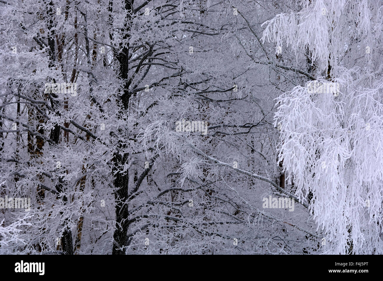 Gel au tree tops Banque D'Images