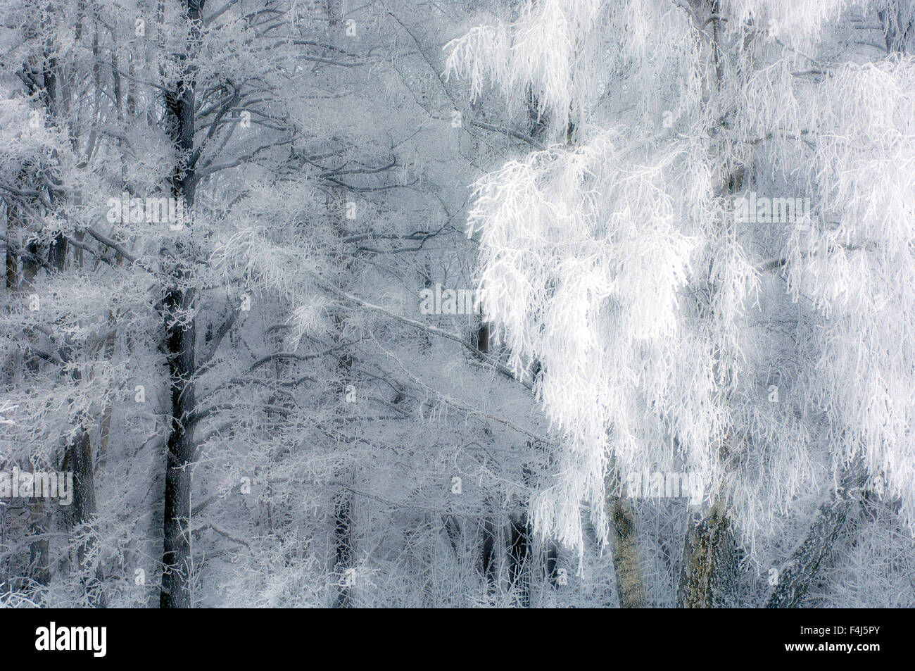 Gel au tree tops Banque D'Images