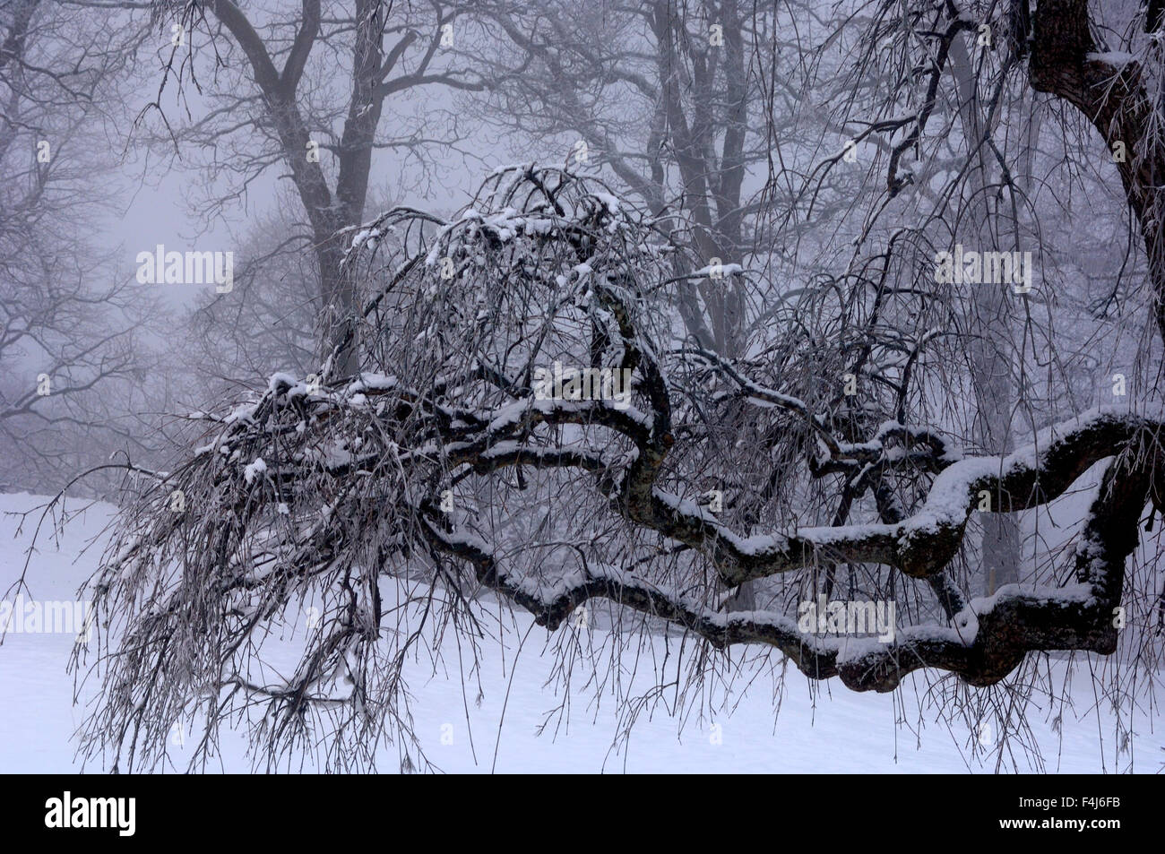 Une succursale dans l'hiver Banque D'Images