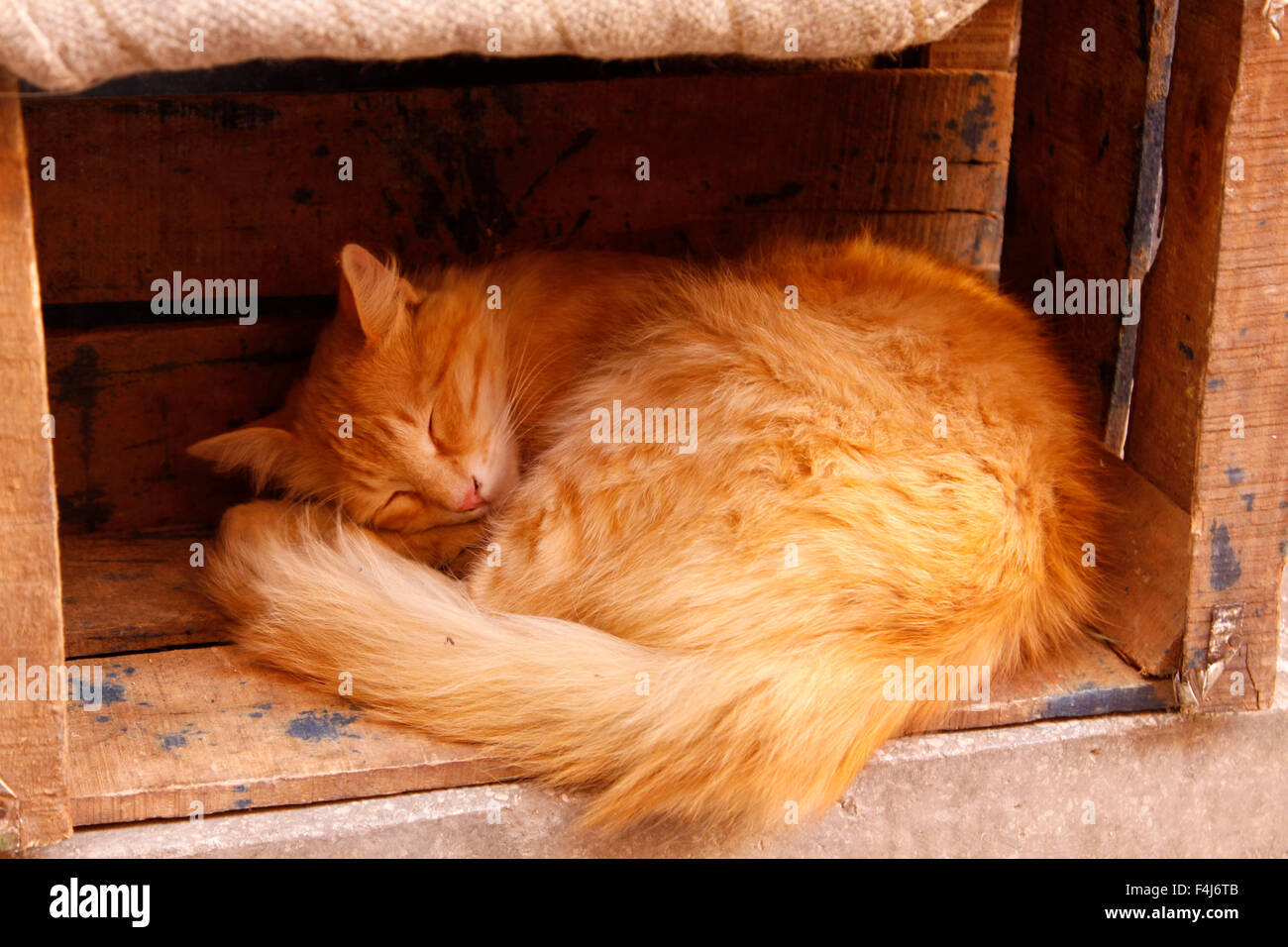 Sommeil de chat dans une boîte dans la médina, Marrakech, Maroc Banque D'Images