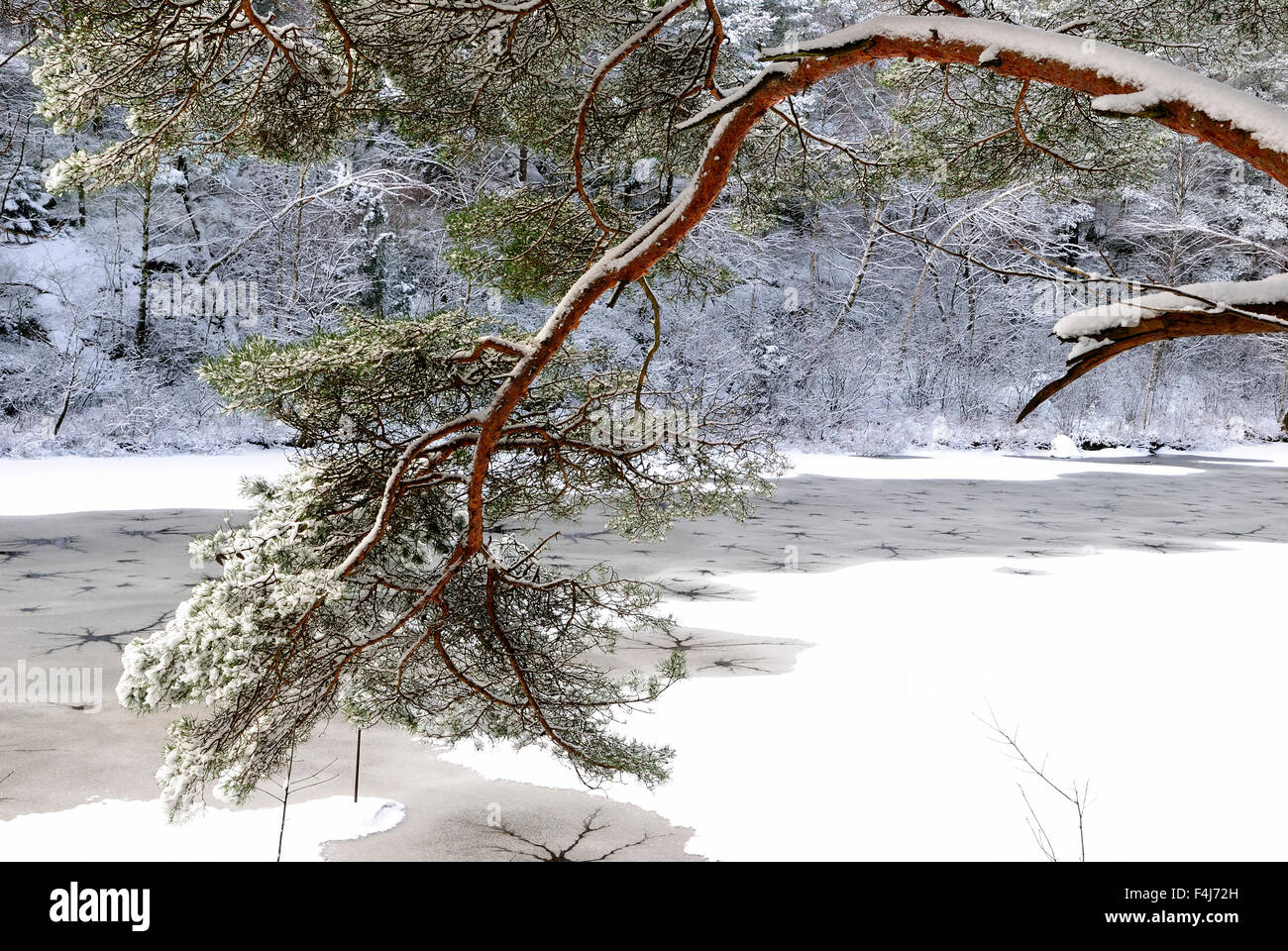 Une branche d'un pin Banque D'Images