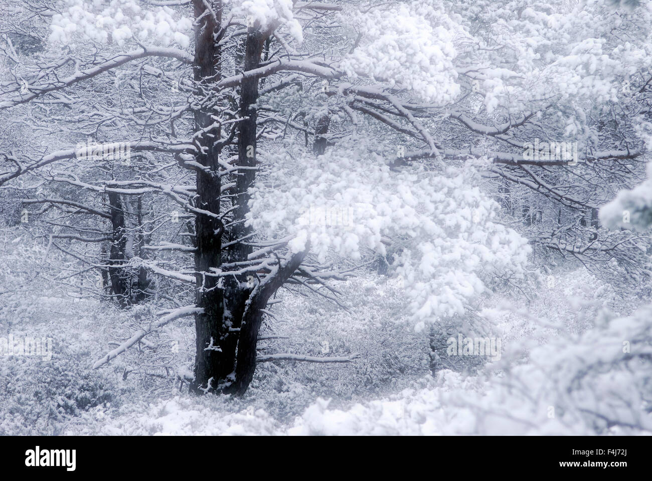 Forêt en hiver Banque D'Images