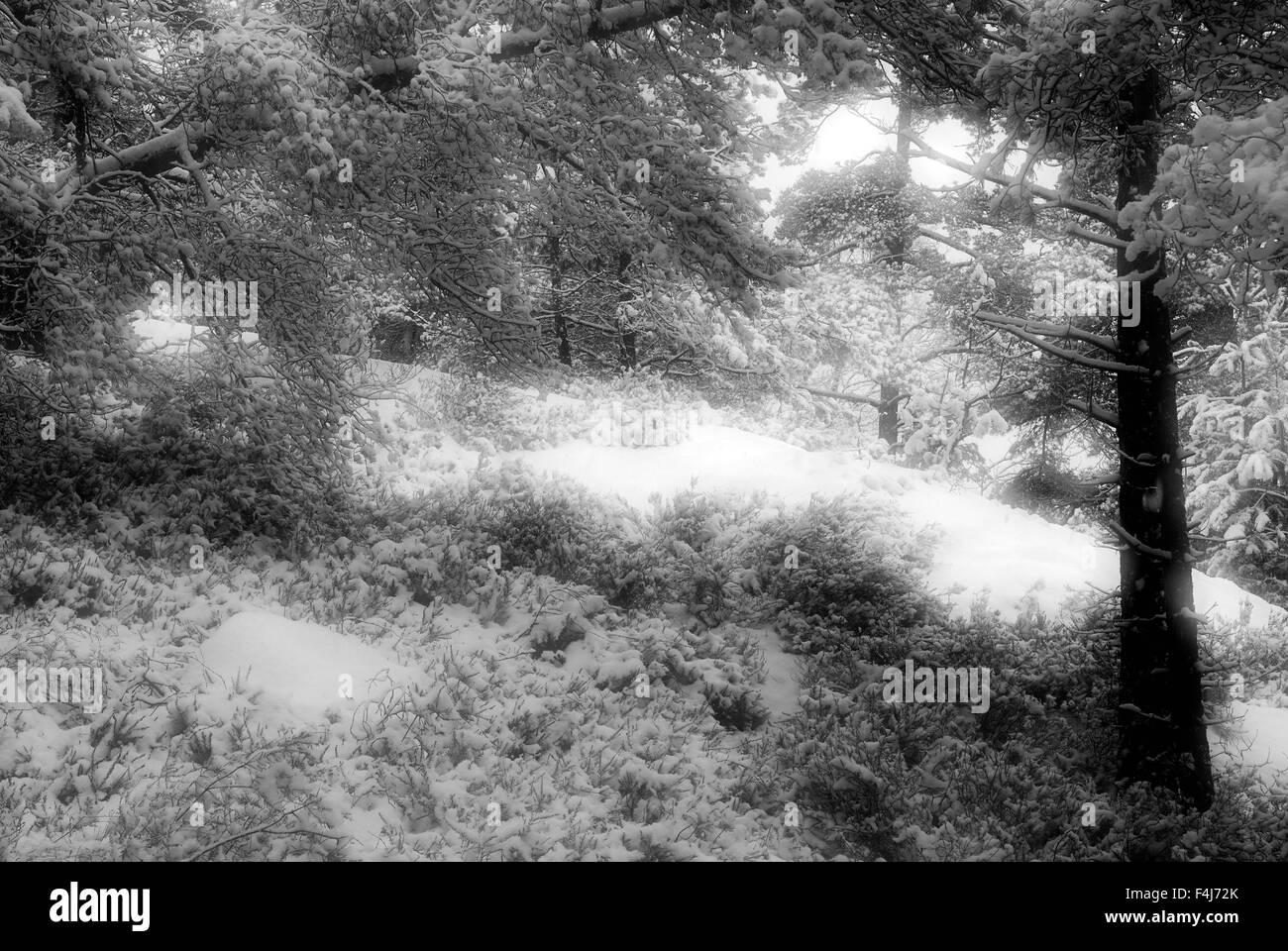 Forêt en hiver Banque D'Images