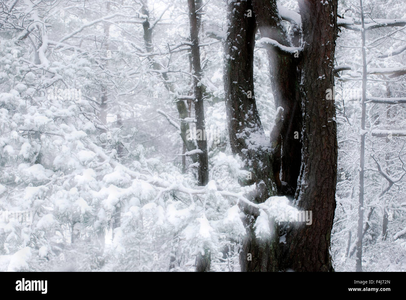 Tronc d'arbre dans une forêt d'hiver Banque D'Images