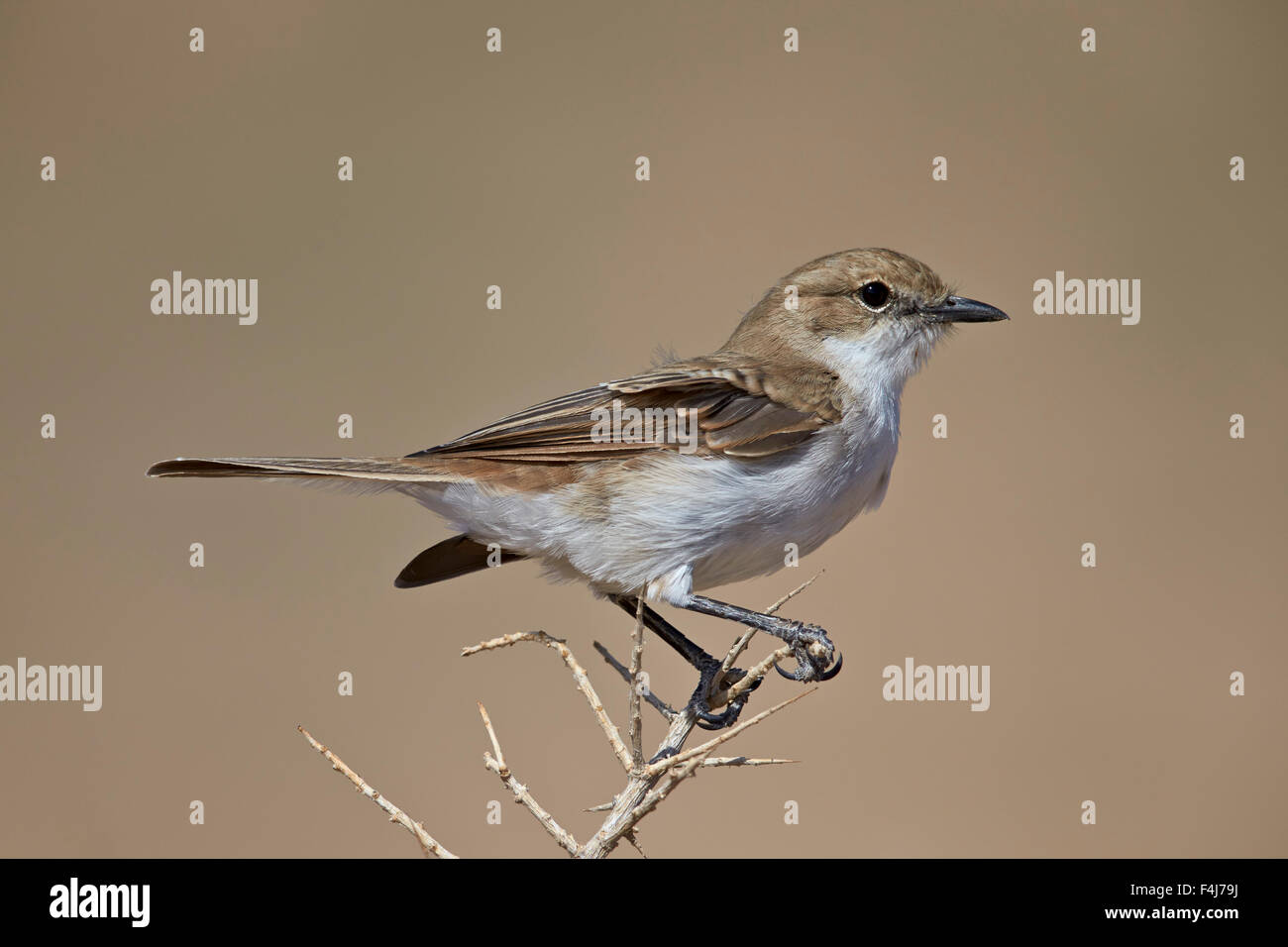 Marico flycatcher, Kgalagadi Transfrontier Park, qui englobe l'ancien Kalahari Gemsbok National Park, Afrique du Sud Banque D'Images