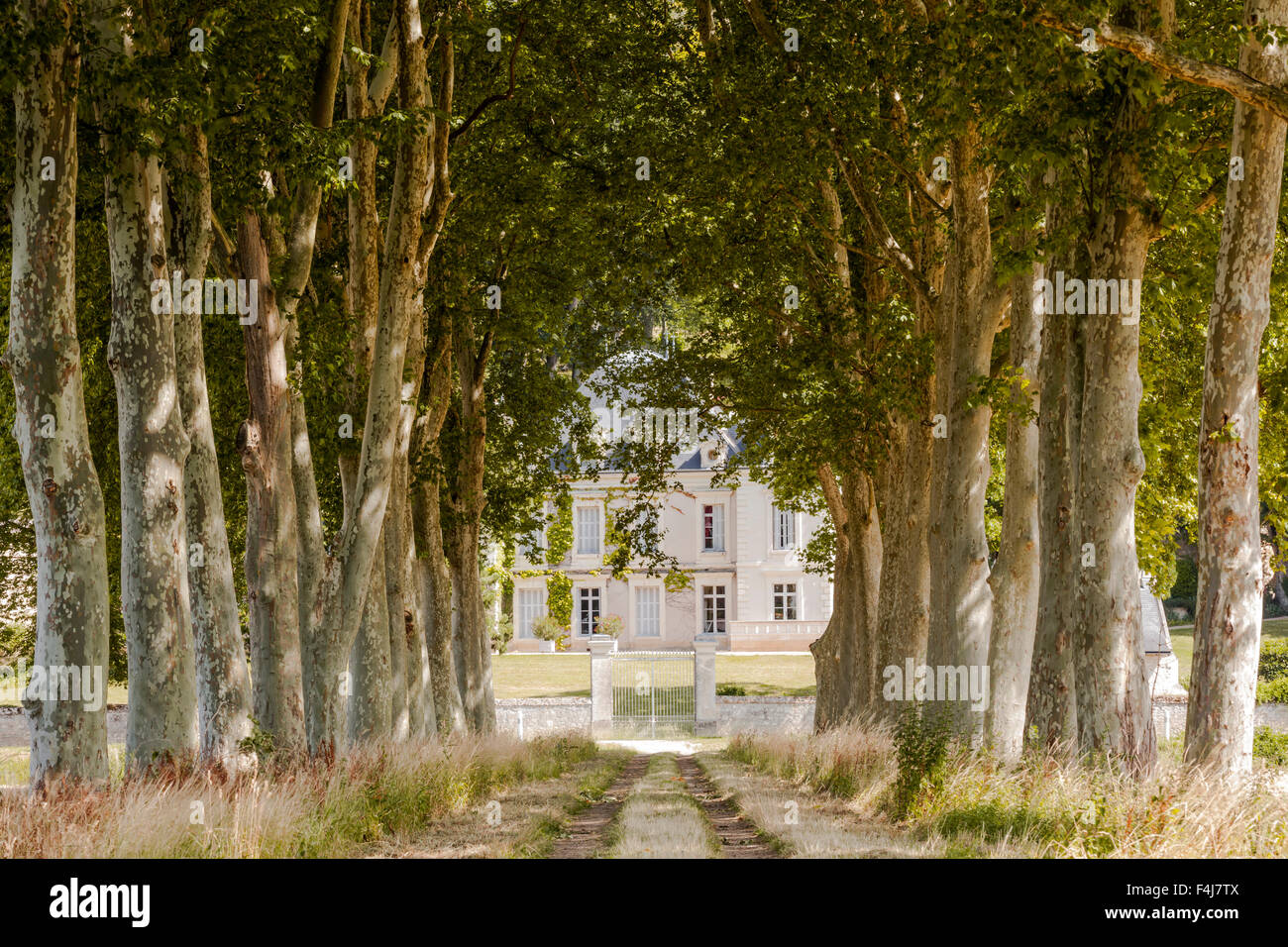 En regardant vers le bas une vieille demeure une avenue d'arbres près de Chinon, Indre et Loire, France, Europe Banque D'Images