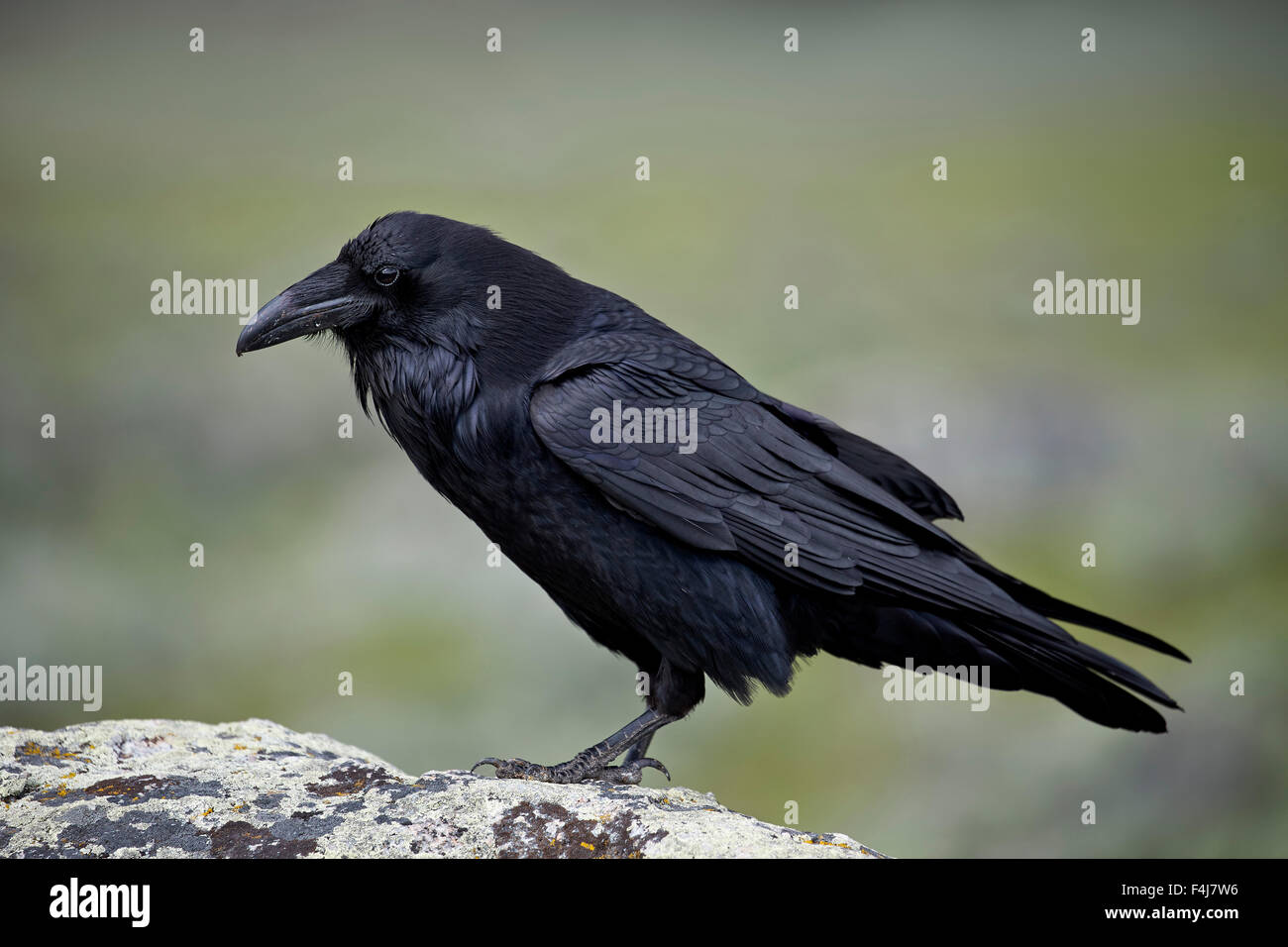 Grand corbeau (Corvus corax), le Parc National de Yellowstone, Wyoming, États-Unis d'Amérique, Amérique du Nord Banque D'Images