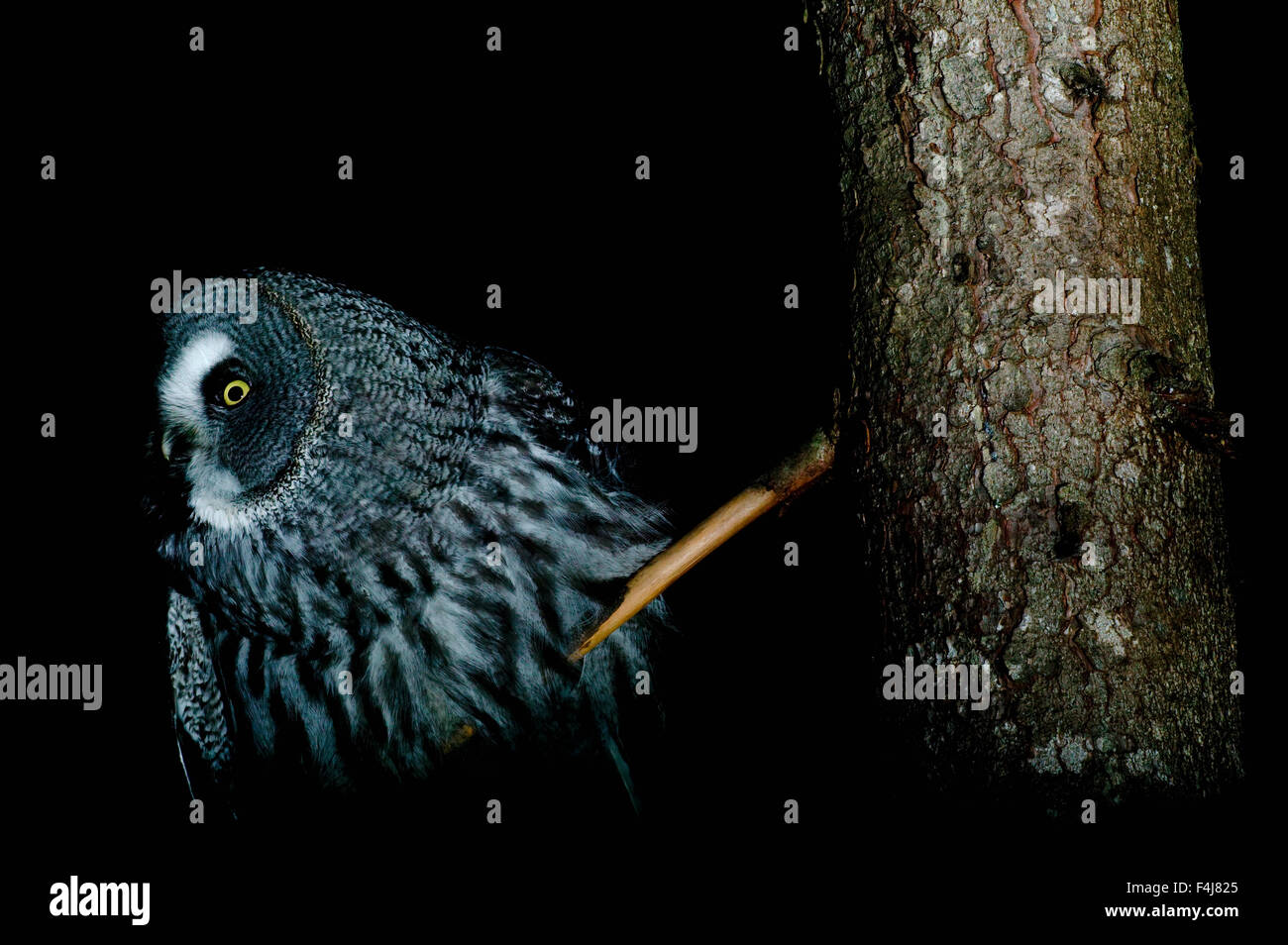 Chouette lapone de nuit Banque D'Images