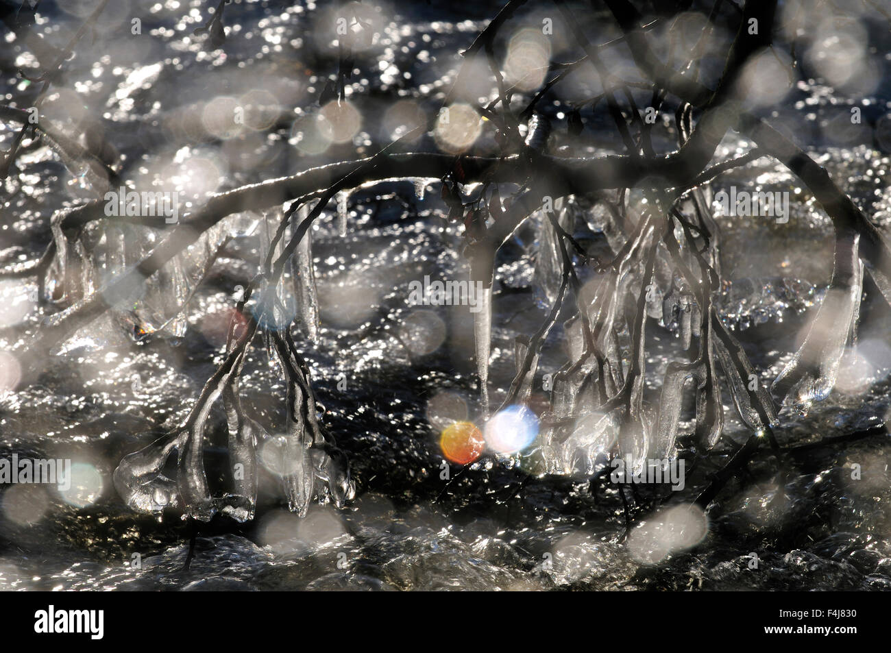 Glaçon sur une branche Banque D'Images