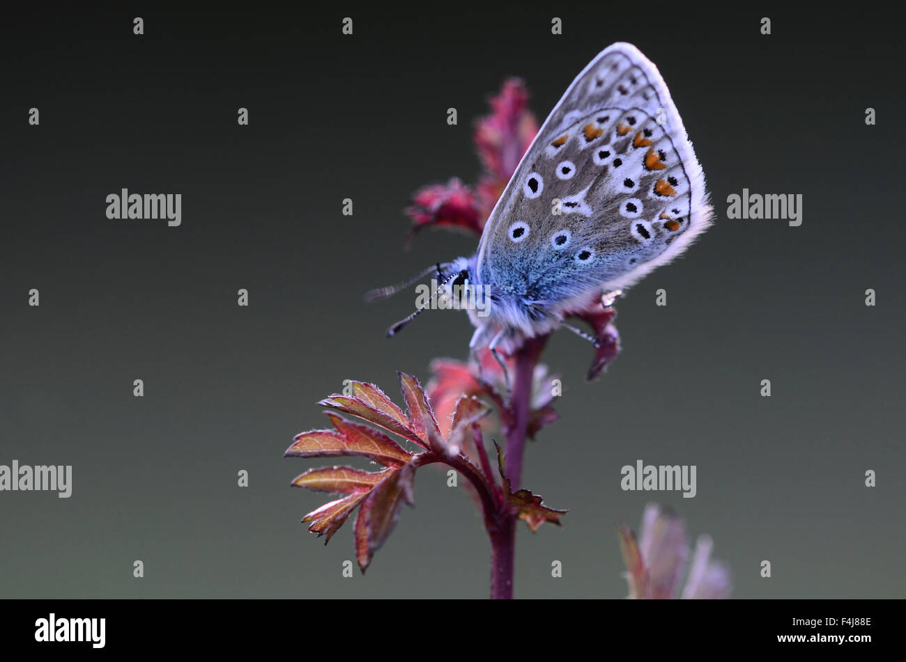 Un papillon bleu commun au repos UK Banque D'Images