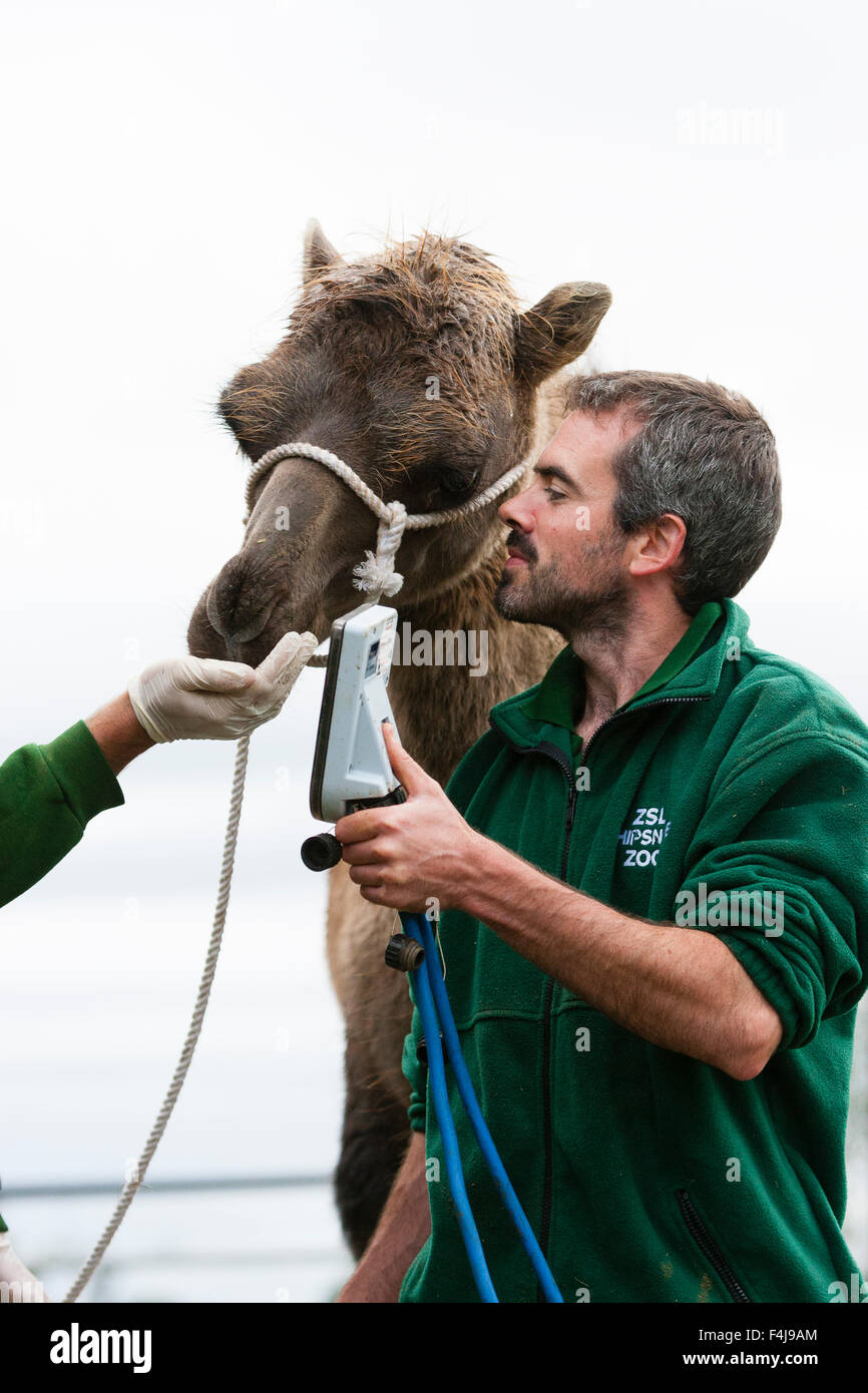 Le zoo de Whipsnade, Bedfordshire, Royaume-Uni, le 26 août 2015. Chameau de Bactriane Mo inspecte son poids sur un appareil tenu par ZSL keeper Banque D'Images