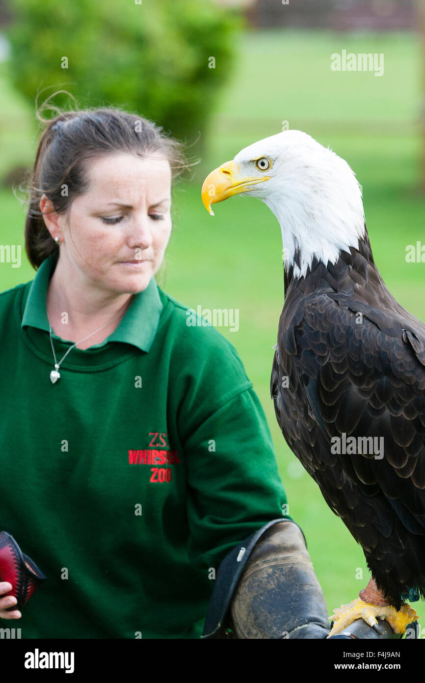 Le zoo de Whipsnade, Bedfordshire, Royaume-Uni, le 26 août 2015. ZSL keeper Becky Feenan avec Apache le pygargue à tête blanche Banque D'Images