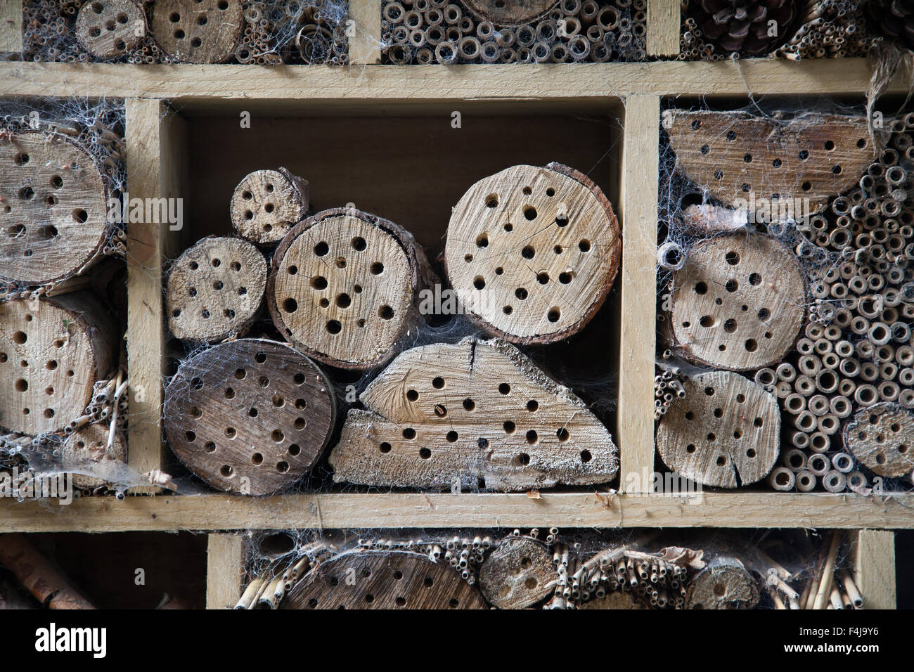 Garden hôtel bug fait à partir d'un cadre en bois contenant des souches d'arbre avec les trous percés et les cannes de bambou tous couverts dans les toiles d'araignée Banque D'Images