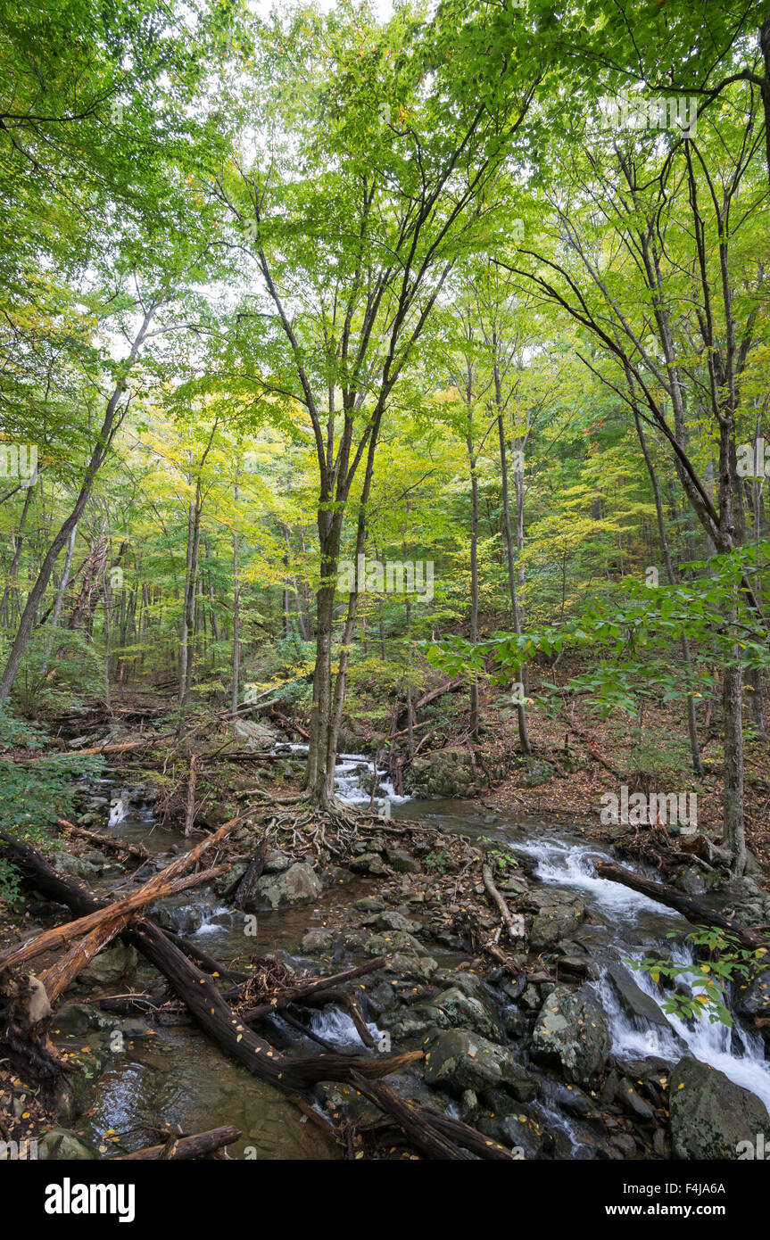 Arbres Le long de la vallée de la rivière Rose, Shenandoah National Park, Virginia, USA Banque D'Images