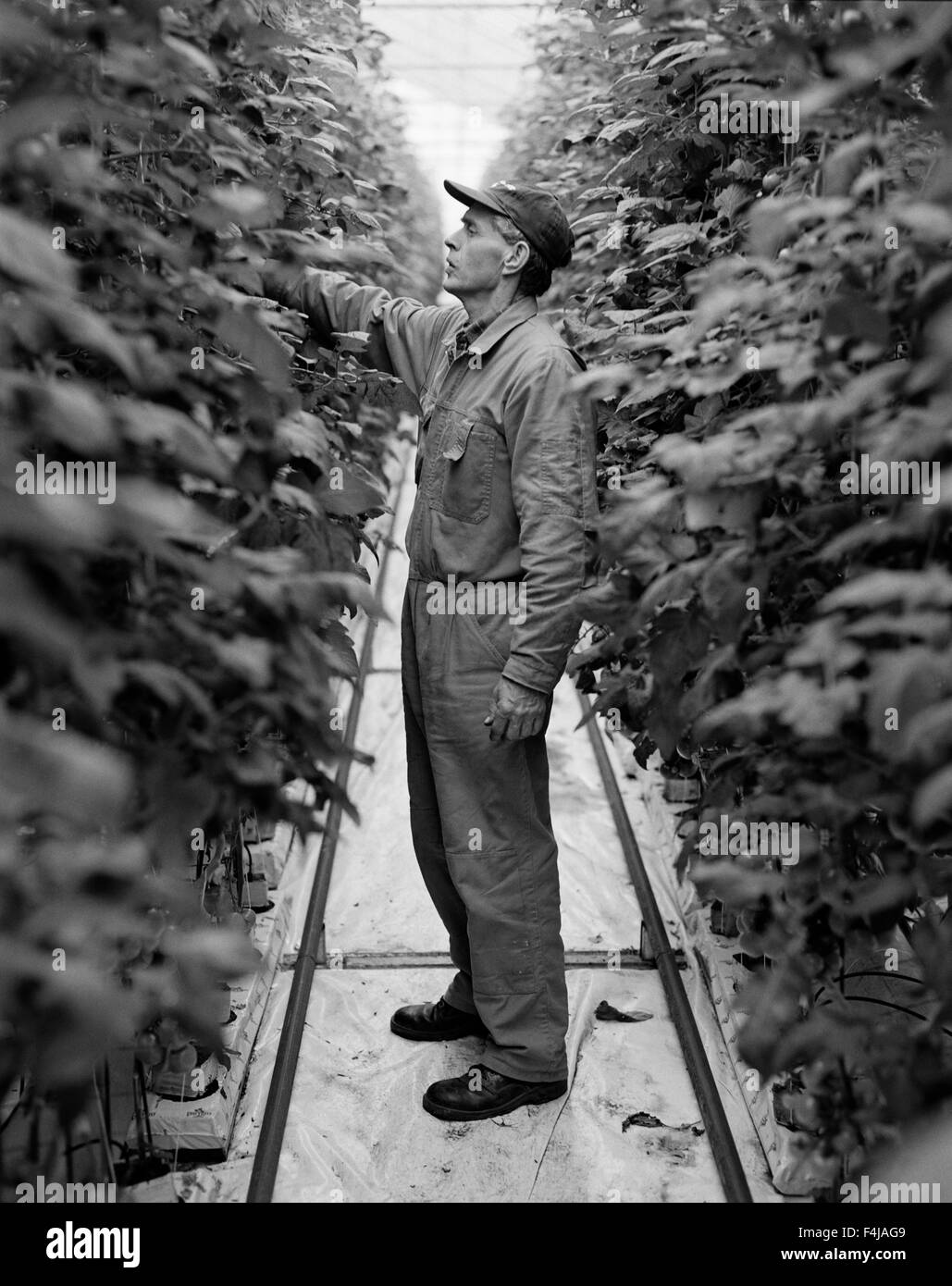 Un agriculteur l'inspection des végétaux Banque D'Images