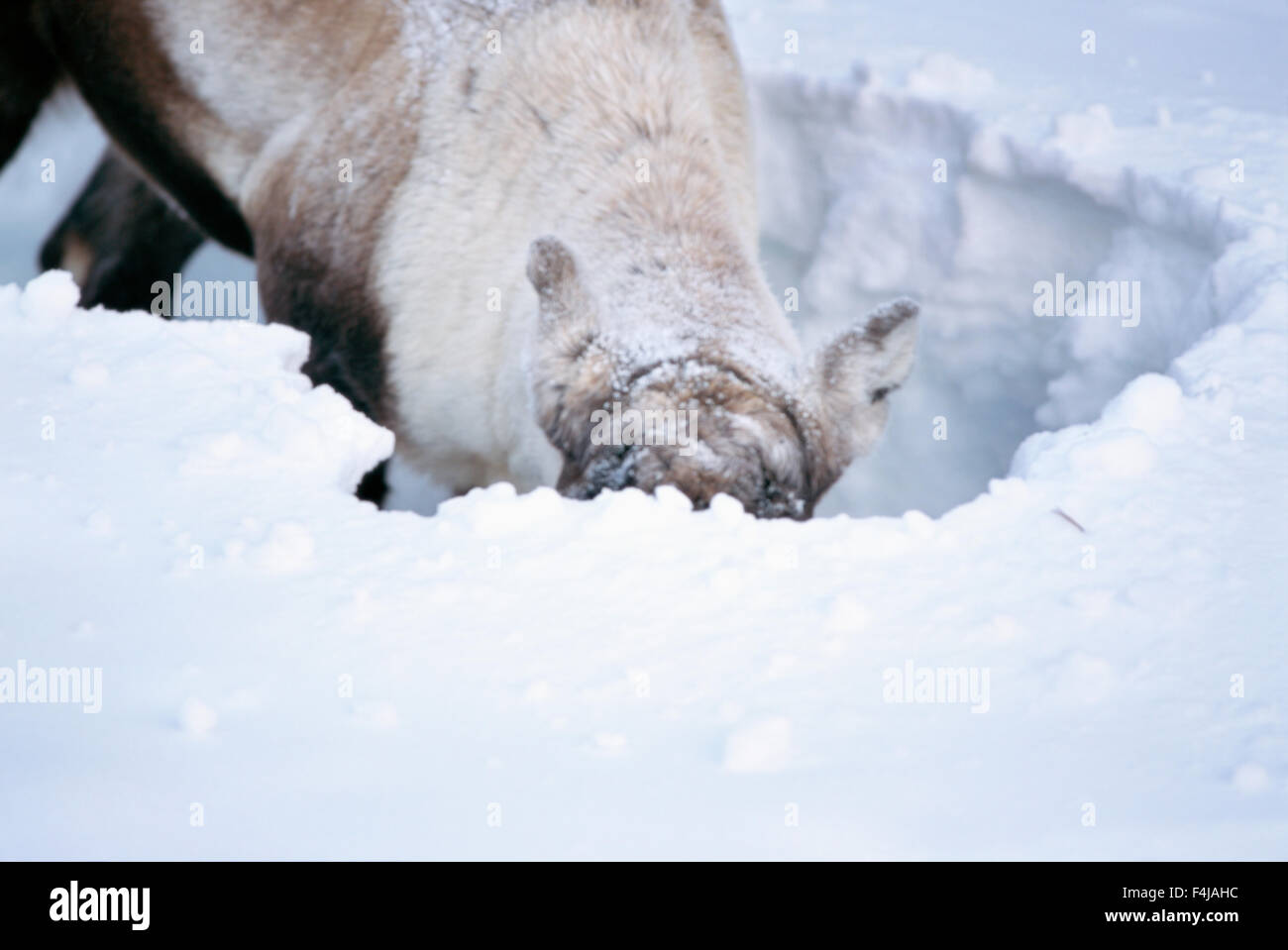 Un renne à la recherche de nourriture Banque D'Images