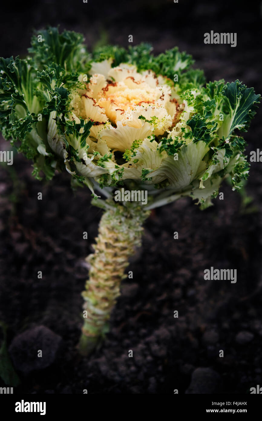 De plus en plus de salades, close-up, en Suède. Banque D'Images