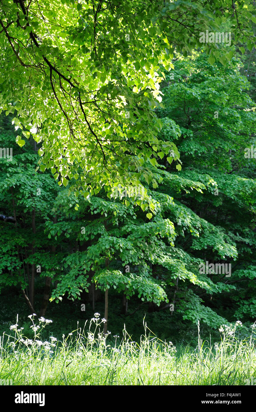 Arbres feuillus Banque D'Images