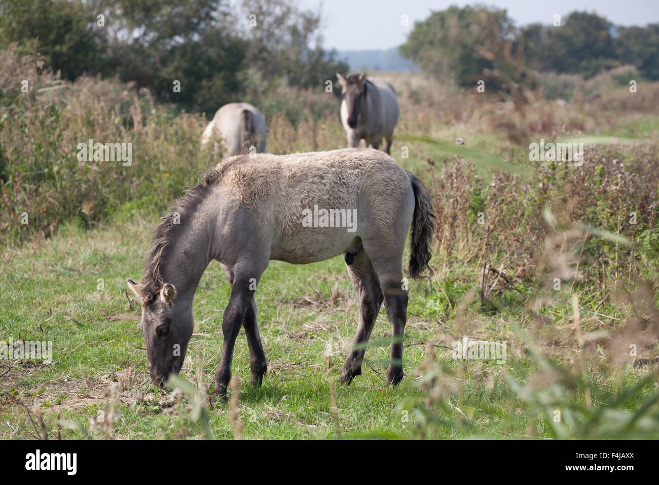 Jeune poulain konik mange de l'herbe à la réserve RSPB Minsmere Suffolk en Angleterre avec deux chevaux konik en arrière-plan Banque D'Images