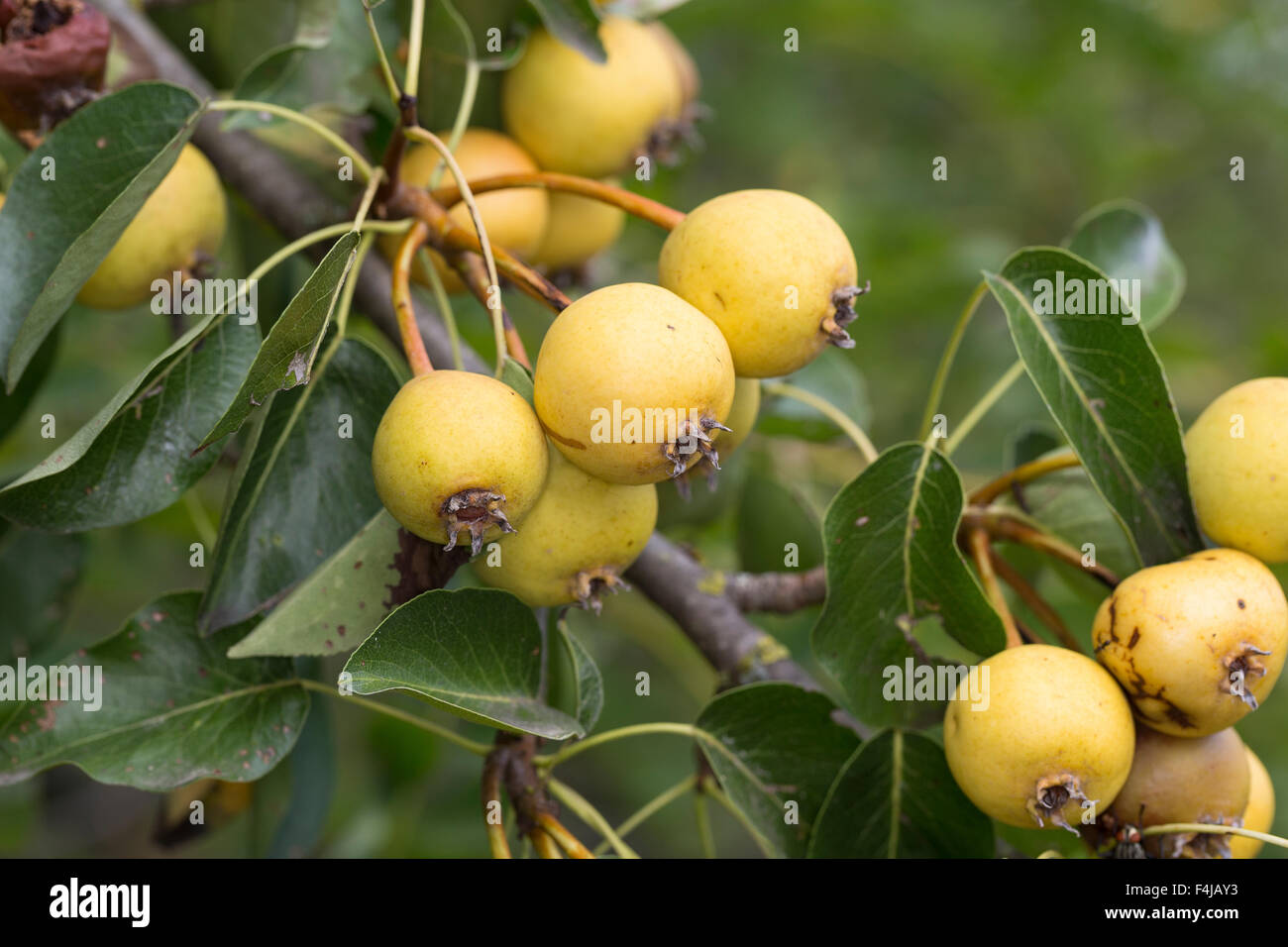 Poirier, de fruits, de Wilde Birne, Frucht, Früchte, Birnen, Wildbirne, Wilder Birnbaum, Holzbirne Holz-Birne, Pyrus pyraster, Banque D'Images