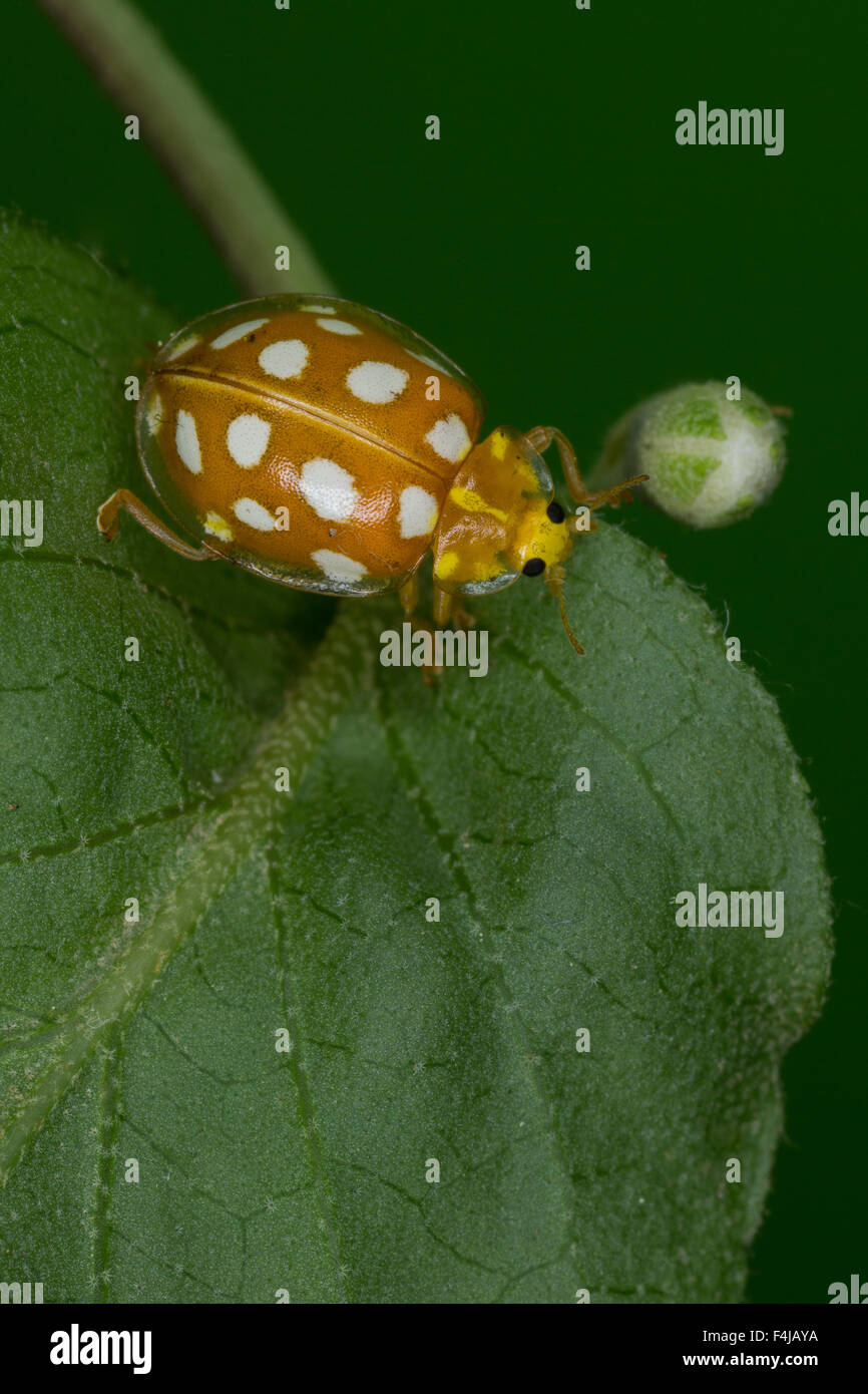 Ladybird, Marienkäfer Orange Sechzehnfleckiger Sechszehnpunkt-Marienkäfer,, 16-Punkt, Halyzia sedecimguttata Banque D'Images