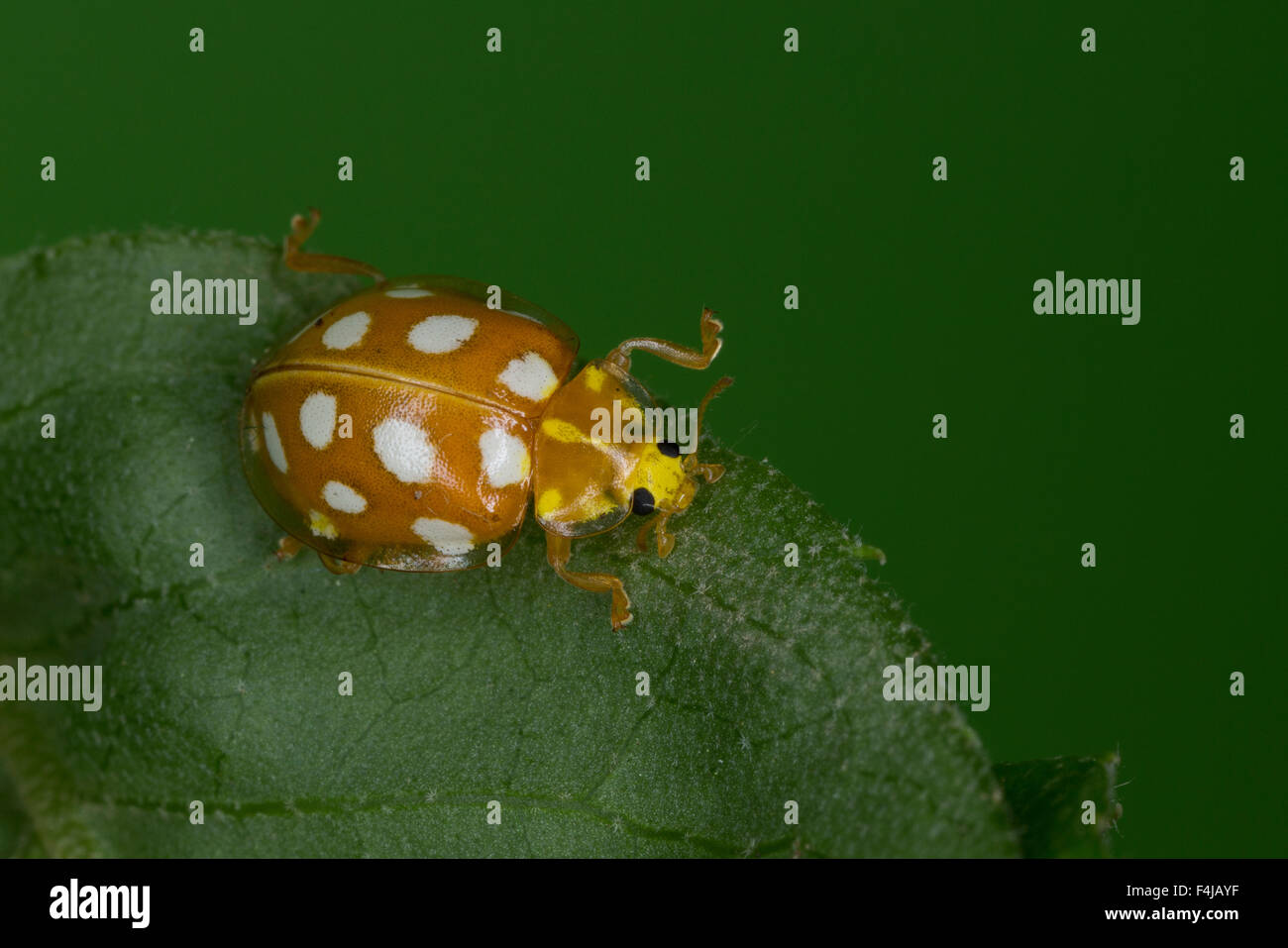 Ladybird, Marienkäfer Orange Sechzehnfleckiger Sechszehnpunkt-Marienkäfer,, 16-Punkt, Halyzia sedecimguttata Banque D'Images