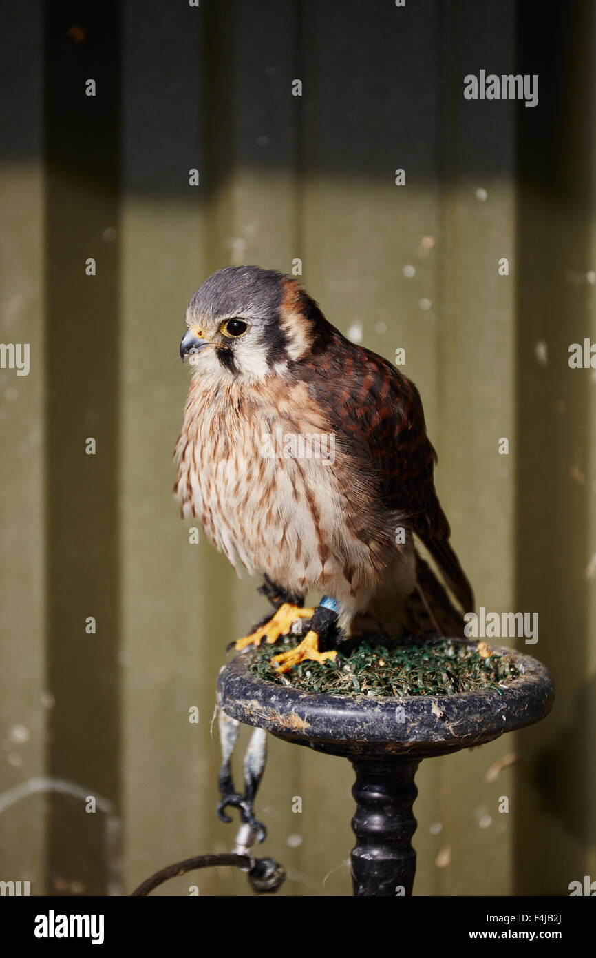 Une captive Crécerelle d'Amérique Falco sparverius,,sur son perchoir Banque D'Images