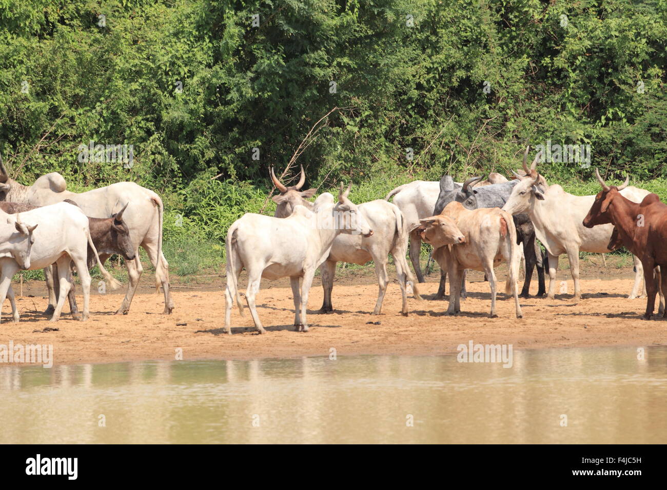 Un troupeau de vaches au Ghana Banque D'Images