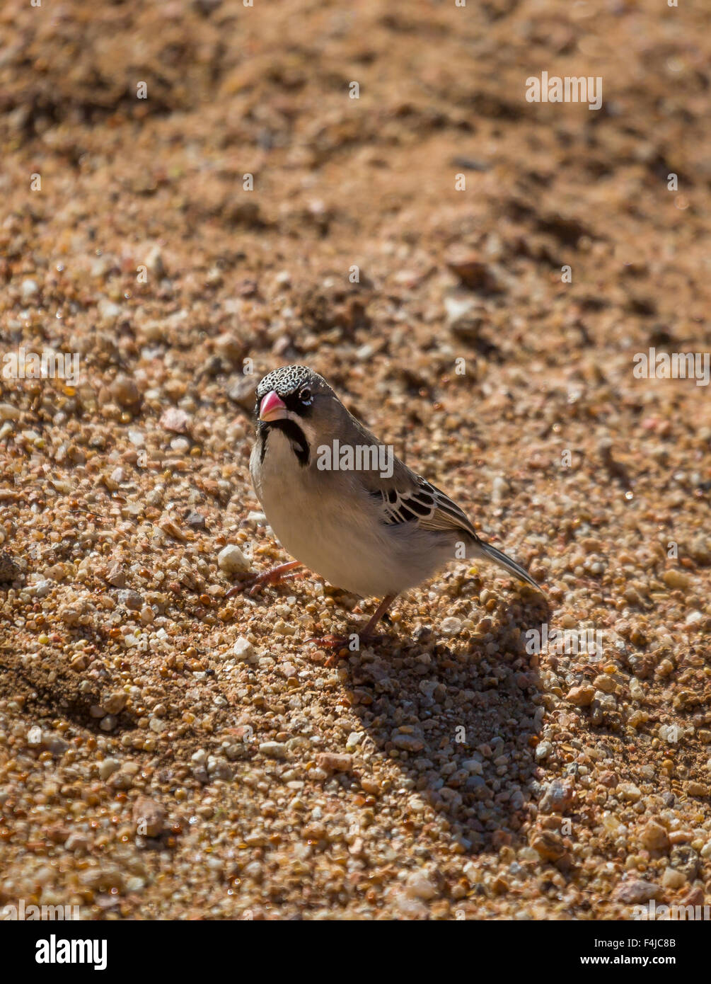 Manakin bird. Parc National d'Etosha, Namibie, Afrique Banque D'Images