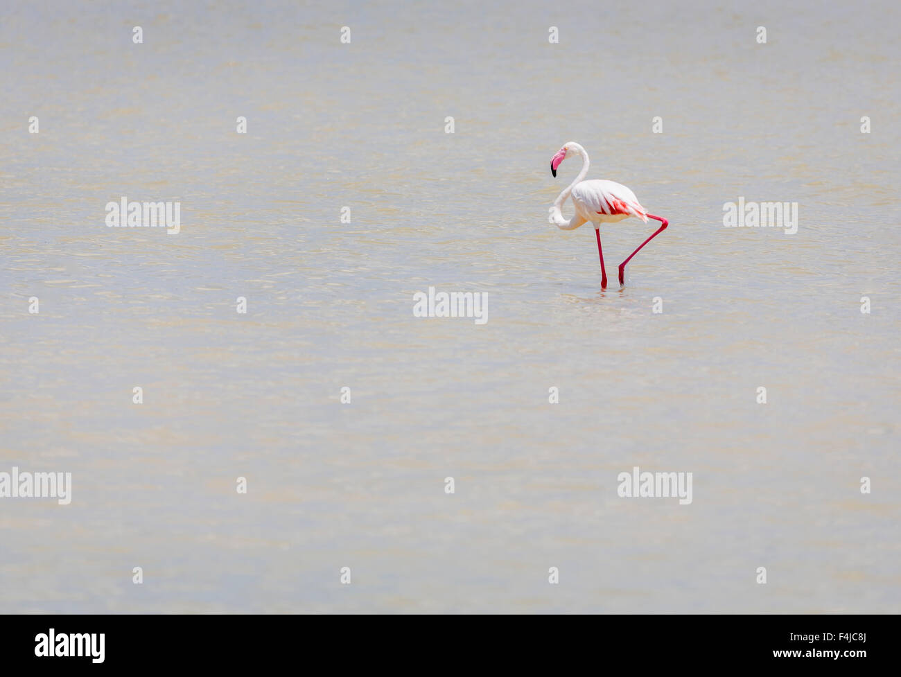Flamingo dans l'eau, Twyfelfontein Country Lodge, Namibie, Afrique Banque D'Images