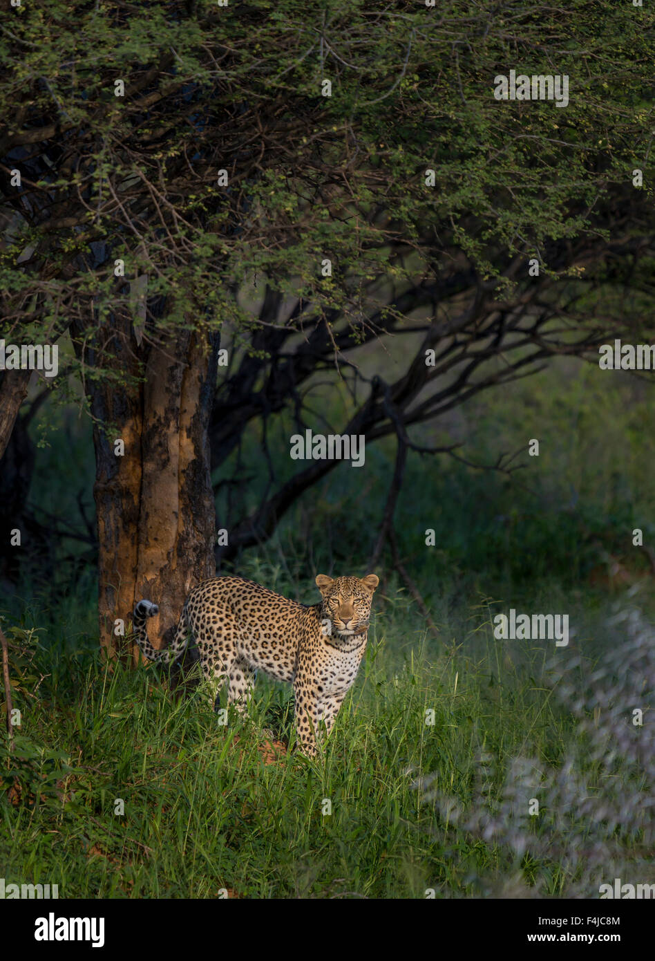 Leopard par un arbre dans le parc national d'Etosha, Namibie, Afrique Banque D'Images