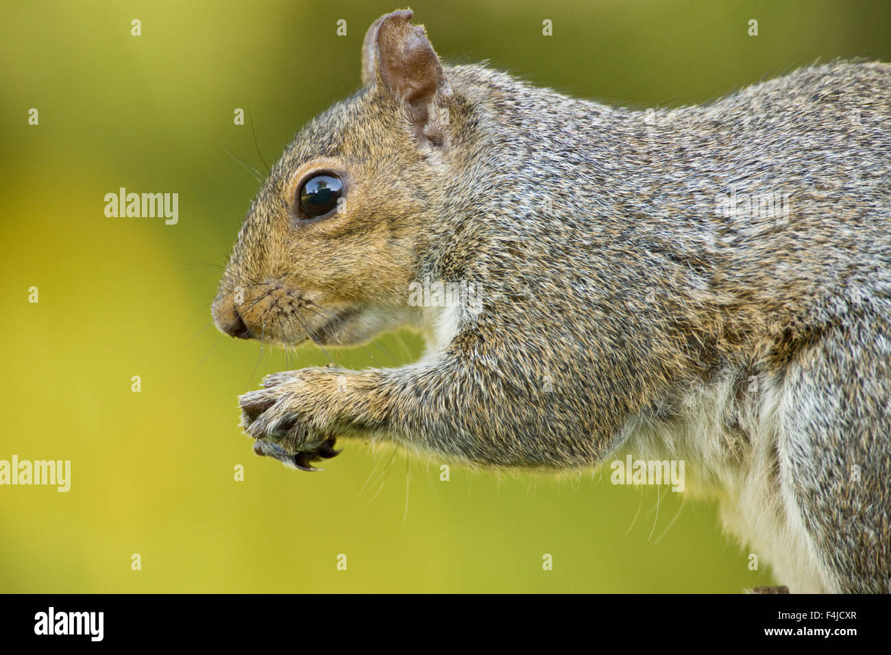 Nord-américain portrait animaux l'écureuil gris de l'image couleur horizontal gris Amérique du Nord Caroline du Nord USA écureuil rouge Banque D'Images