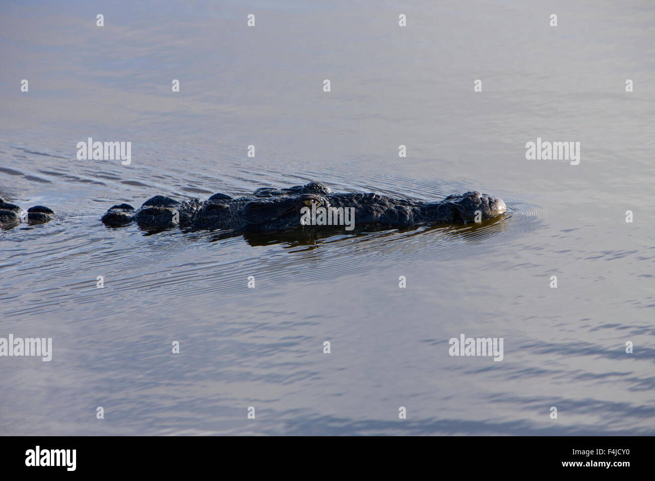 Nord-américain alligatoridae alligator crocodiles crocodiles image couleur et alliés le parc national des Everglades en Floride Banque D'Images