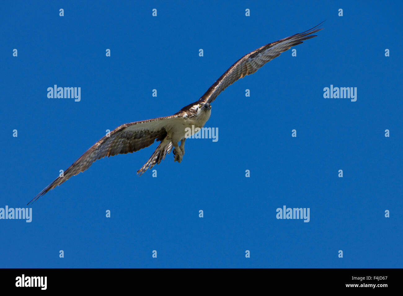 Oiseau de proie des oiseaux de l'Amérique du ciel clair bleu image couleur Floride Everglades National Park Le parc national de vol en vol horizontal Banque D'Images