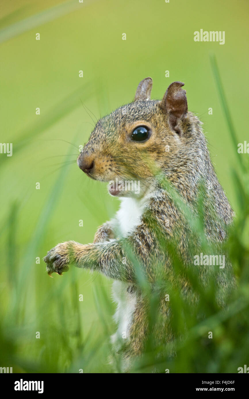 Nord-américain portrait animal image couleur gris l'écureuil gris de l'Amérique du Nord Caroline du Nord USA écureuil rouge à la verticale Banque D'Images