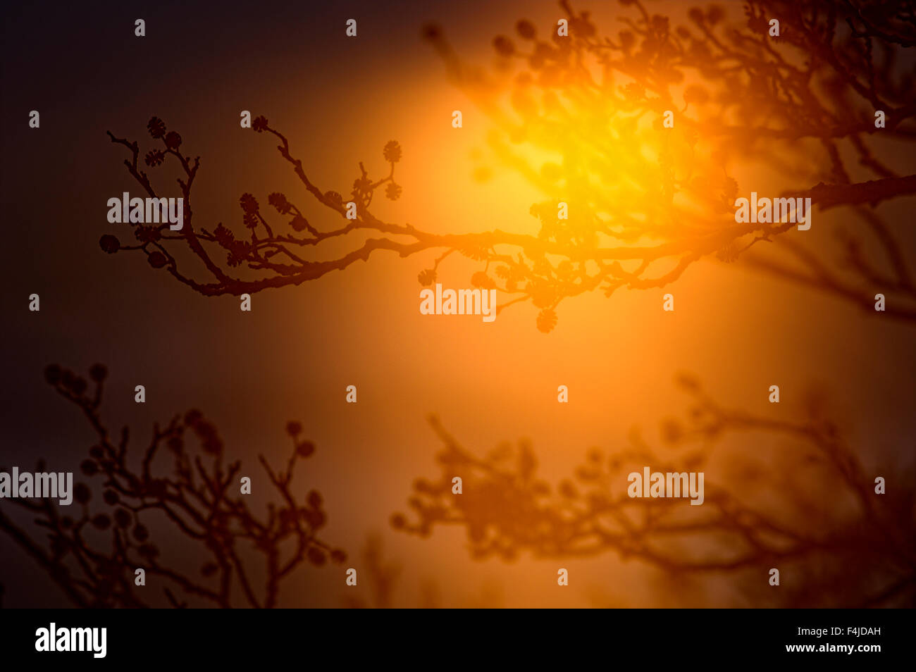 La Scandinavie, la Suède, Vastergotland, reflet de l'eau dans la direction générale Banque D'Images