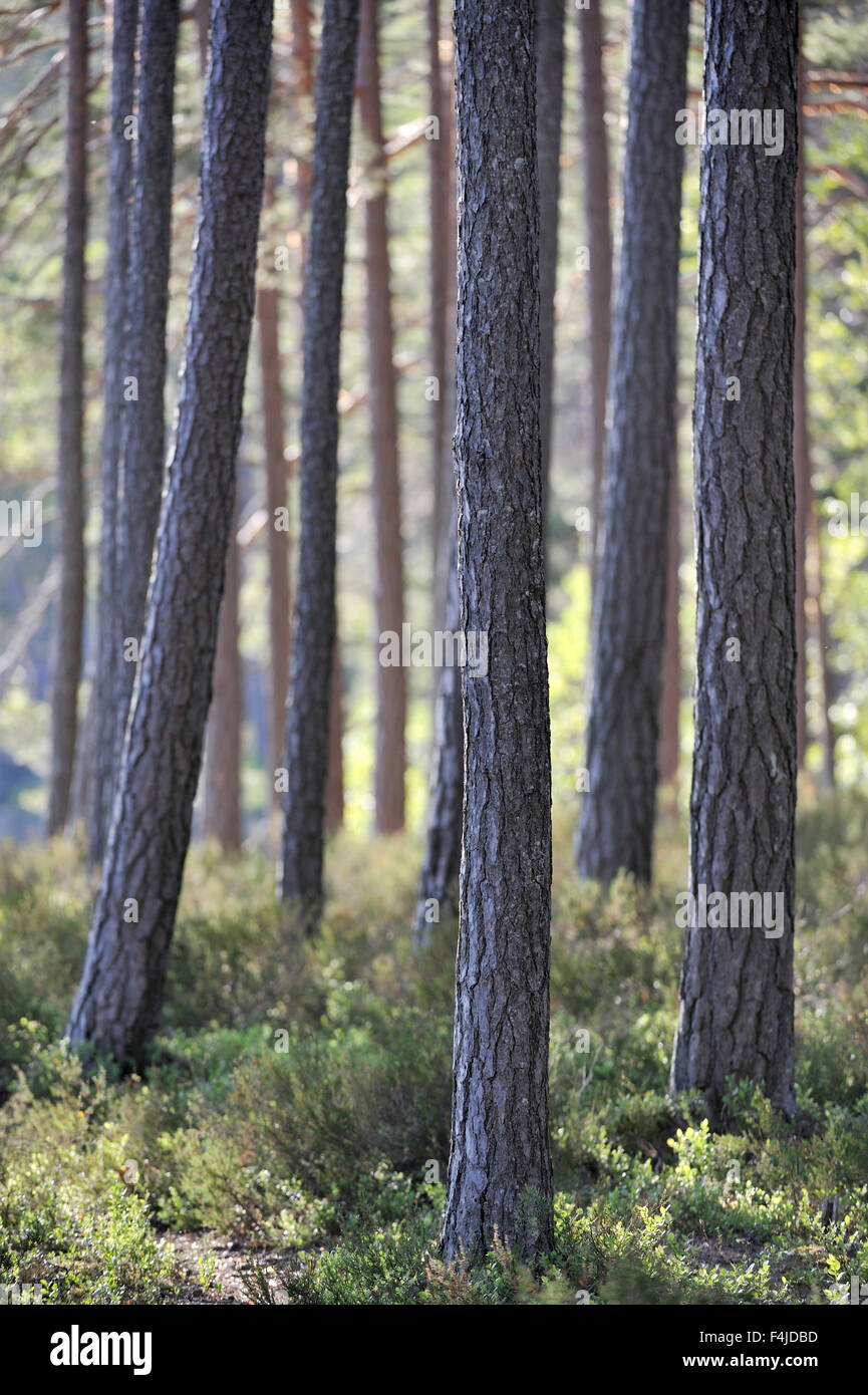 Tiveden, pins dans un parc national Banque D'Images