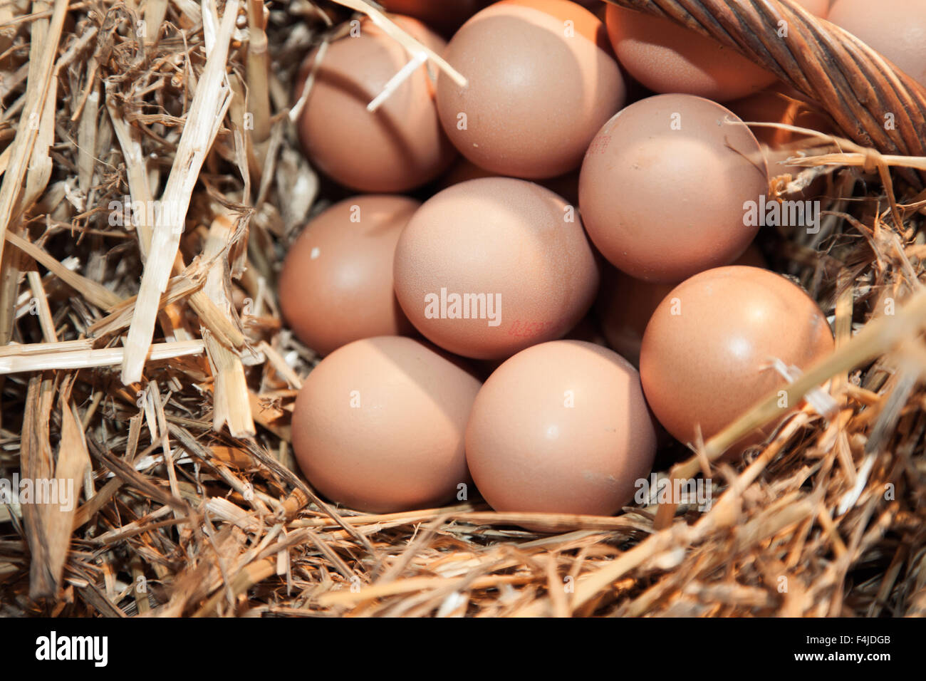 Les oeufs de poulet frais au poulailler Banque D'Images