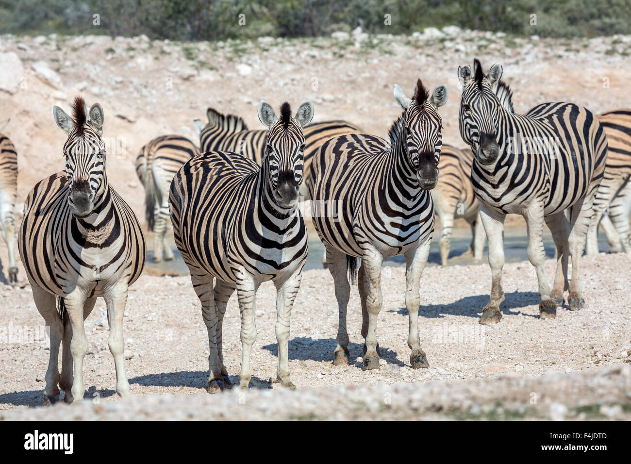 Les zèbres regardant la caméra, Etosha National Park, Namibie, Afrique Banque D'Images