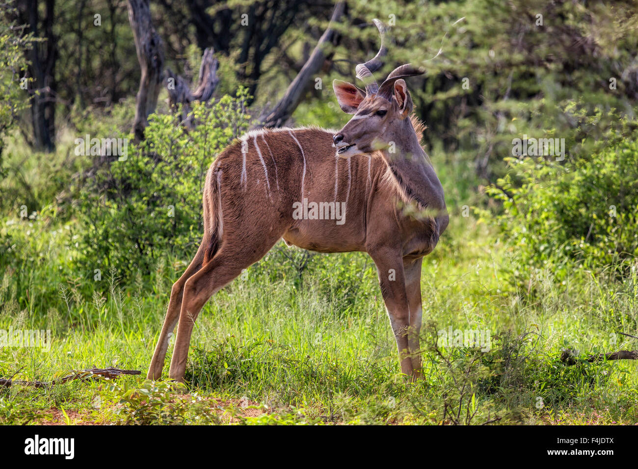Gazelle, Etosha National Park, Namibie, Afrique Banque D'Images