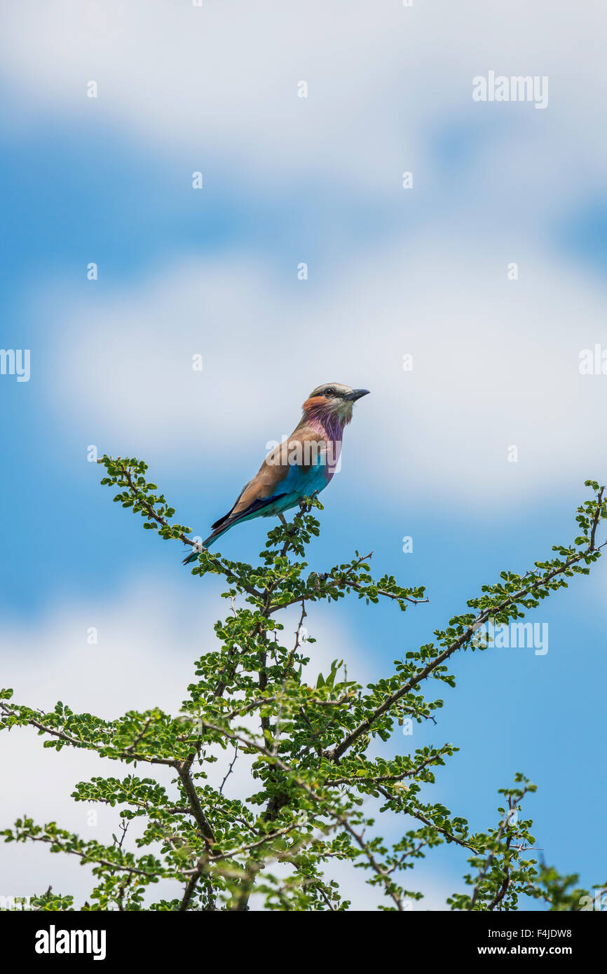 Manakin bird, Etosha National Park, Namibie, Afrique Banque D'Images