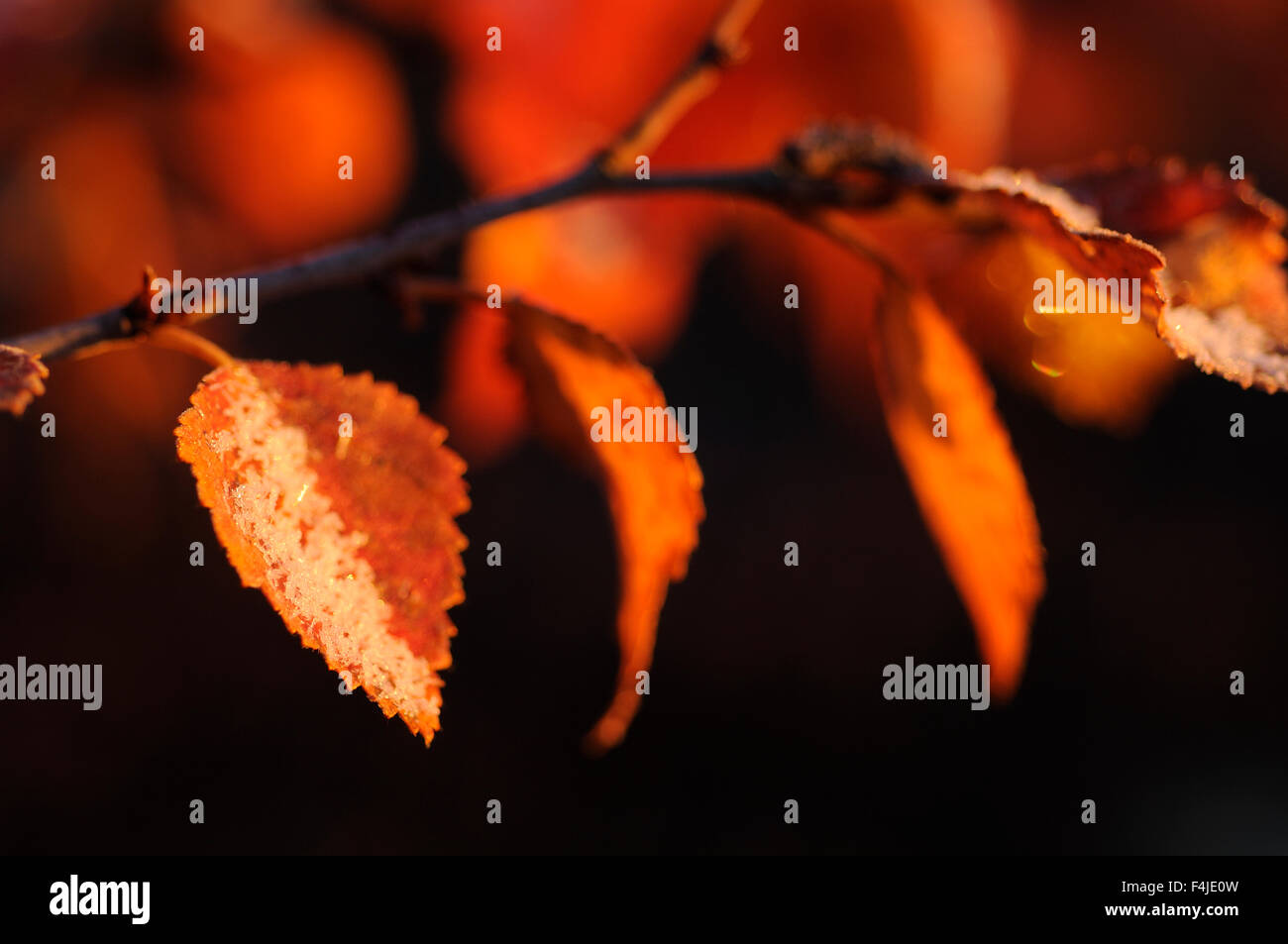 La Scandinavie, la Norvège, les feuilles d'automne, close-up Banque D'Images