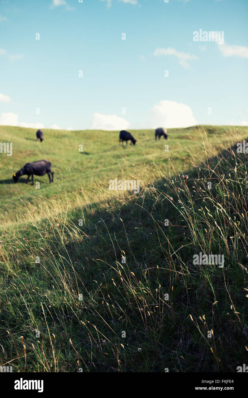 Le pâturage des moutons dans le pré Banque D'Images