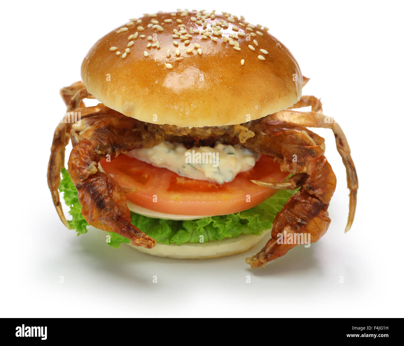 Crabe à carapace molle, sandwich sandwich spider Banque D'Images